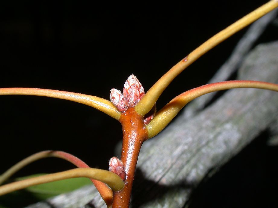 Fagaceae Quercus coccinea