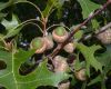 image of Quercus coccinea
