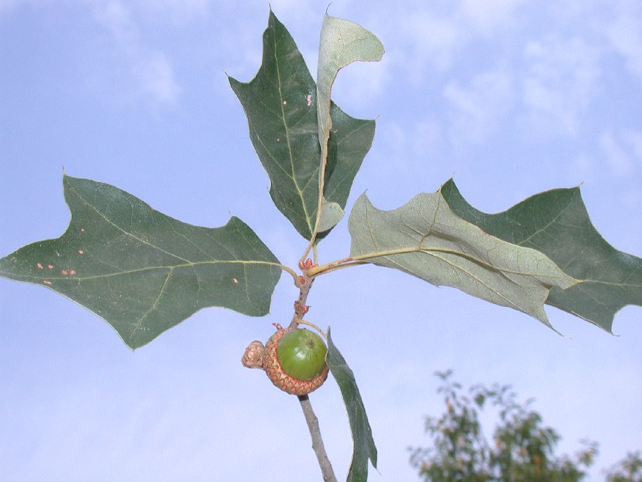 Fagaceae Quercus ilicifolia