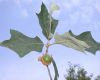 image of Quercus ilicifolia