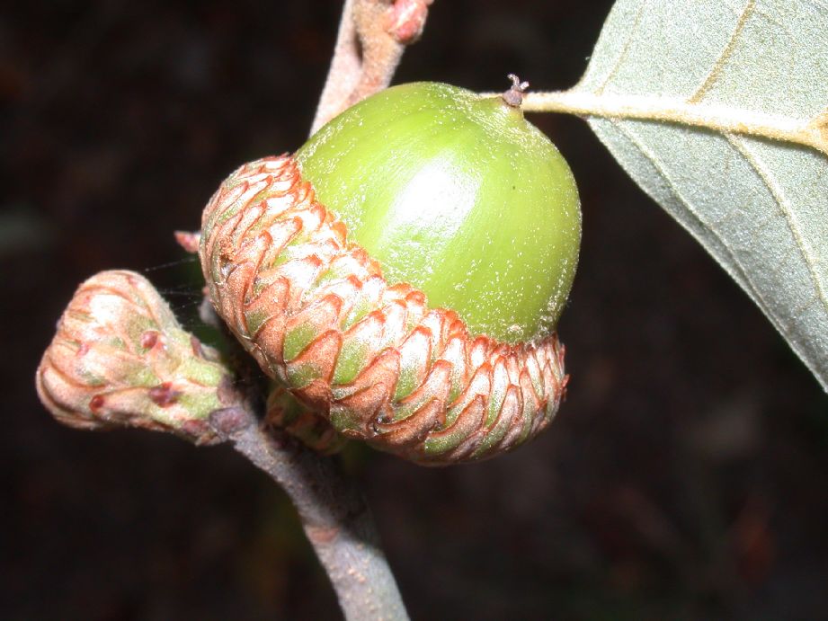 Fagaceae Quercus ilicifolia