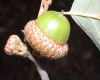 image of Quercus ilicifolia