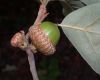 image of Quercus ilicifolia