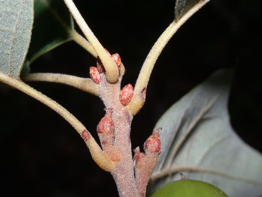 Fagaceae Quercus ilicifolia
