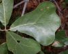 image of Quercus marilandica