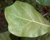 image of Quercus marilandica