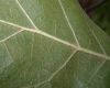 image of Quercus marilandica