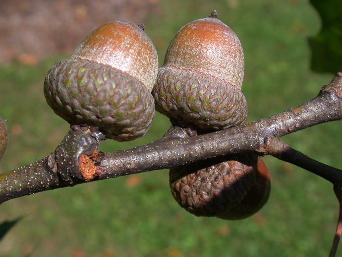Fagaceae Quercus rubra