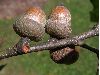 image of Quercus rubra