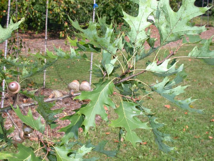 Fagaceae Quercus rubra
