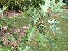 image of Quercus rubra