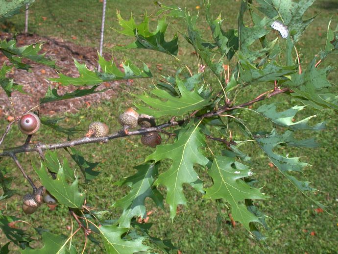 Fagaceae Quercus rubra