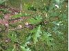 image of Quercus rubra