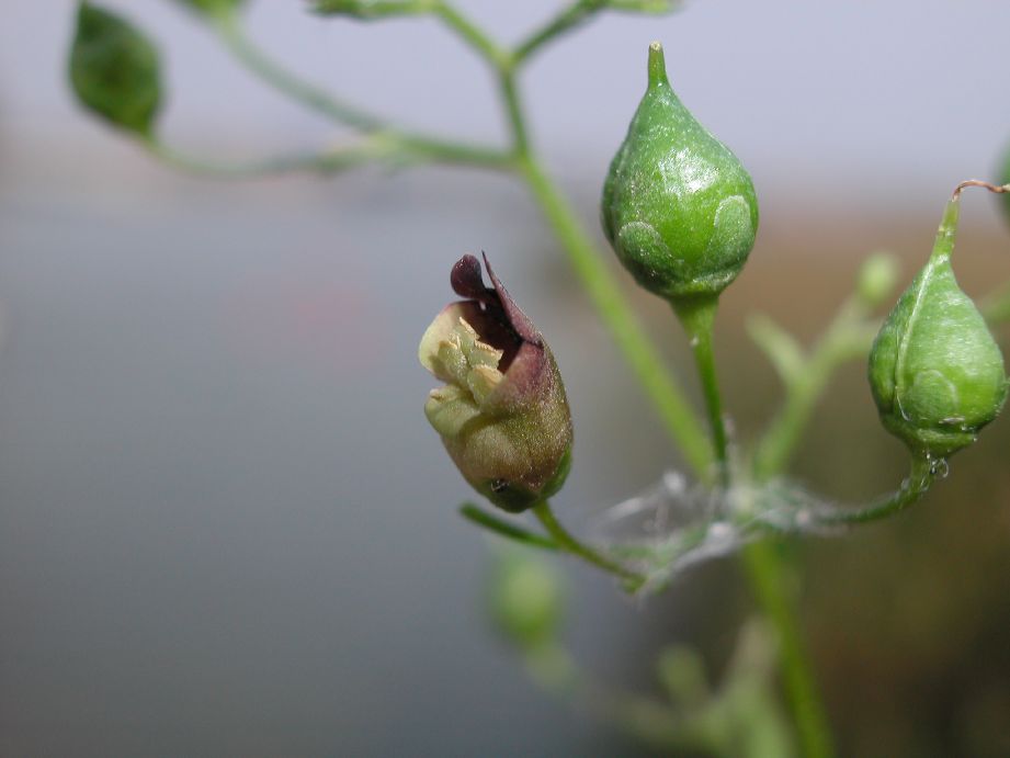 Scrophulariaceae Scrophularia nodosa
