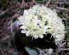 image of Sedum 
