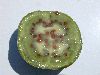 image of Solanum 