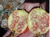 image of Punica granatum
