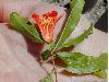 image of Punica granatum
