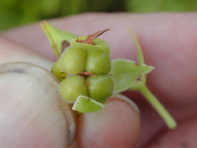 Surianaceae Suriana maritima