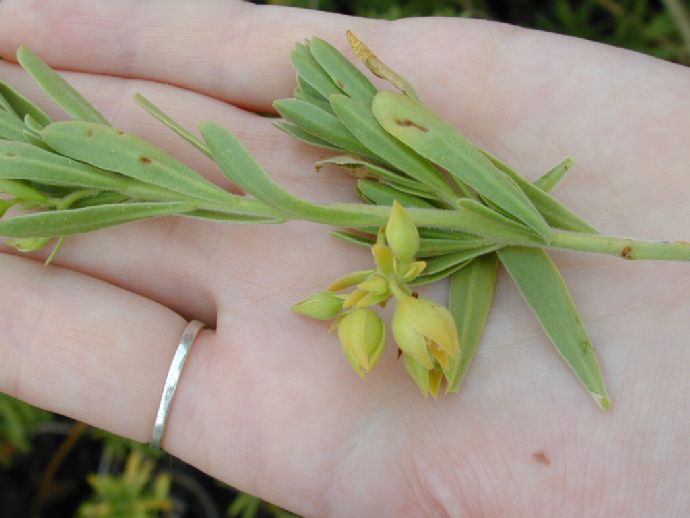 Surianaceae Suriana maritima