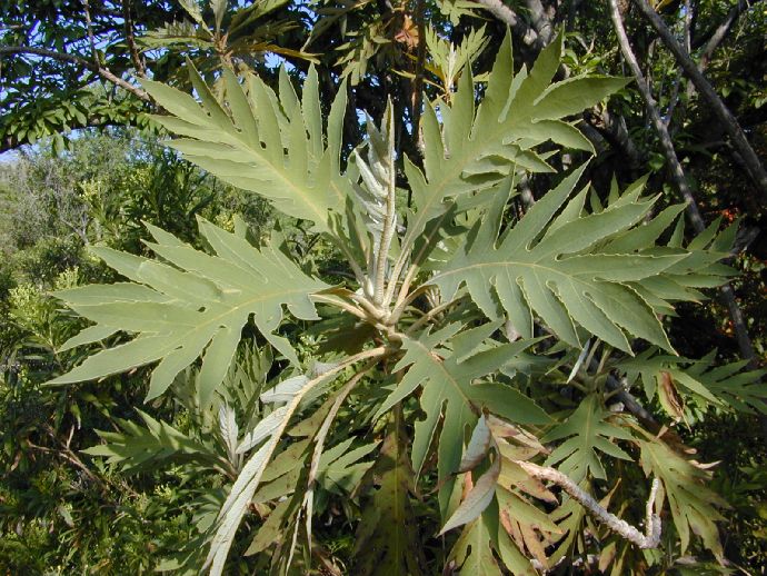 Papaveraceae Bocconia 