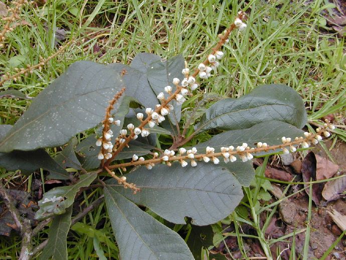 Clethraceae Clethra mexicana