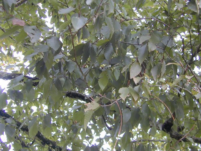 Fagaceae Fagus mexicana