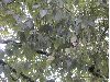 image of Fagus mexicana