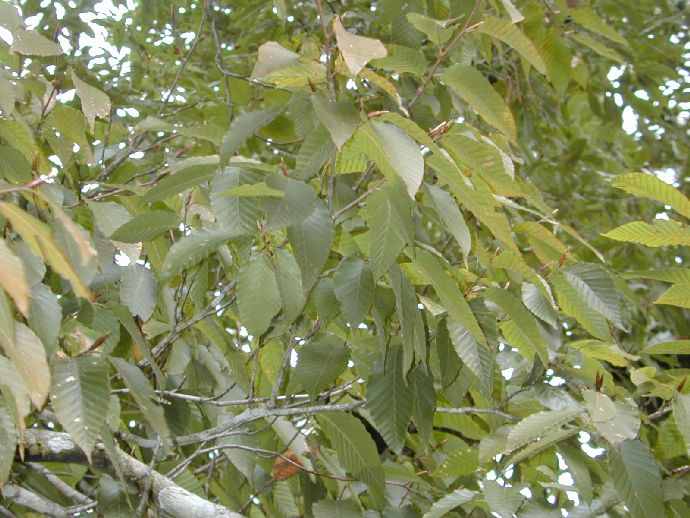 Fagaceae Fagus mexicana