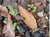 image of Fagus mexicana