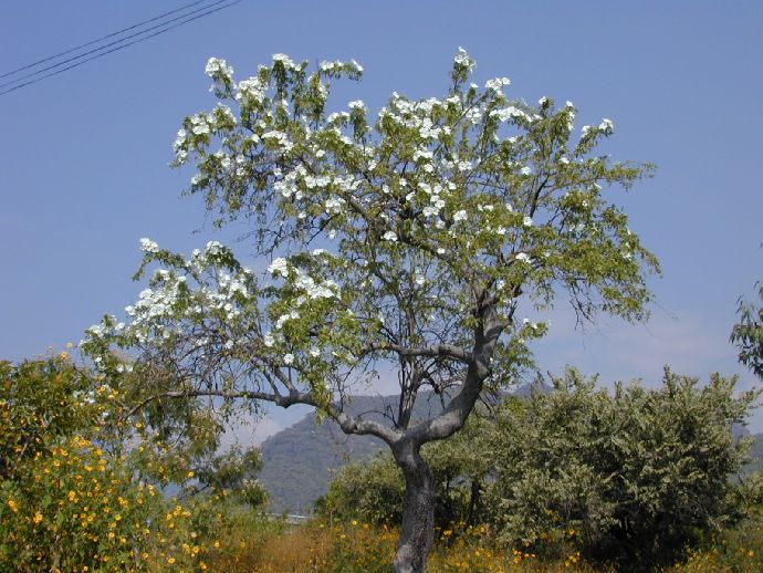 Convolvulaceae Ipomoea 