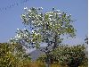 image of Ipomoea 