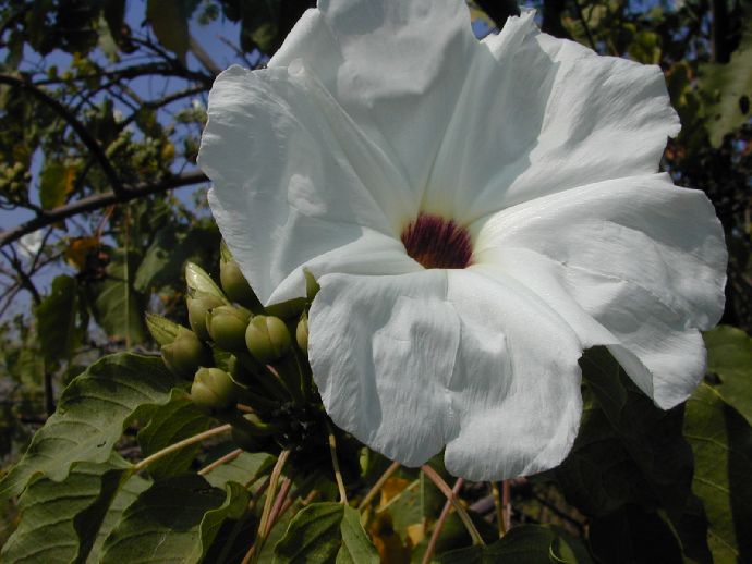 Convolvulaceae Ipomoea 