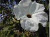 image of Ipomoea 