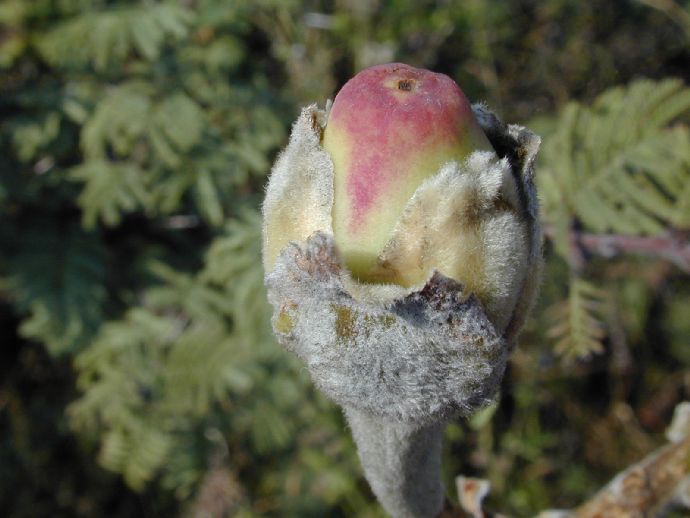 Convolvulaceae Ipomoea murucoides
