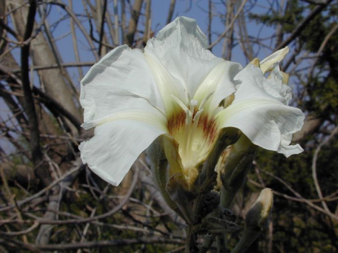 Convolvulaceae Ipomoea murucoides