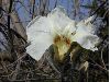 image of Ipomoea murucoides