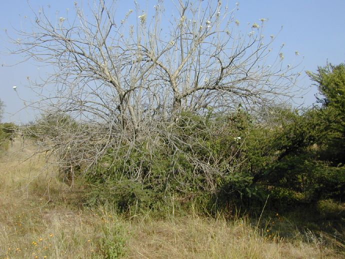Convolvulaceae Ipomoea murucoides