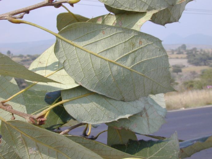 Fagaceae Quercus candicans