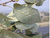 image of Quercus candicans
