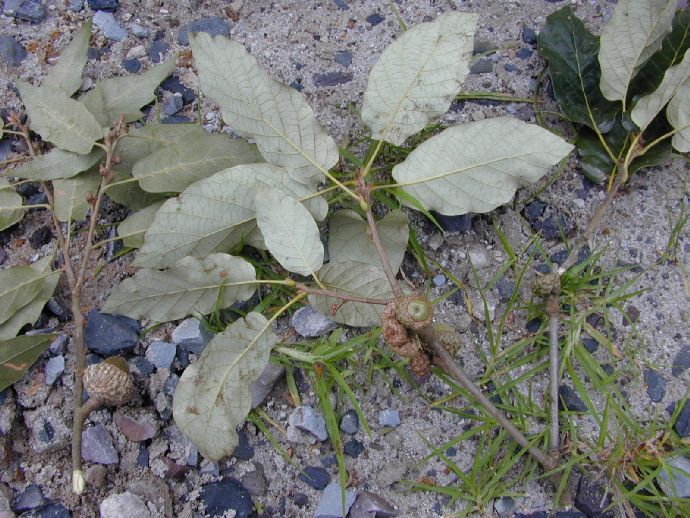 Fagaceae Quercus candicans
