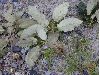 image of Quercus candicans