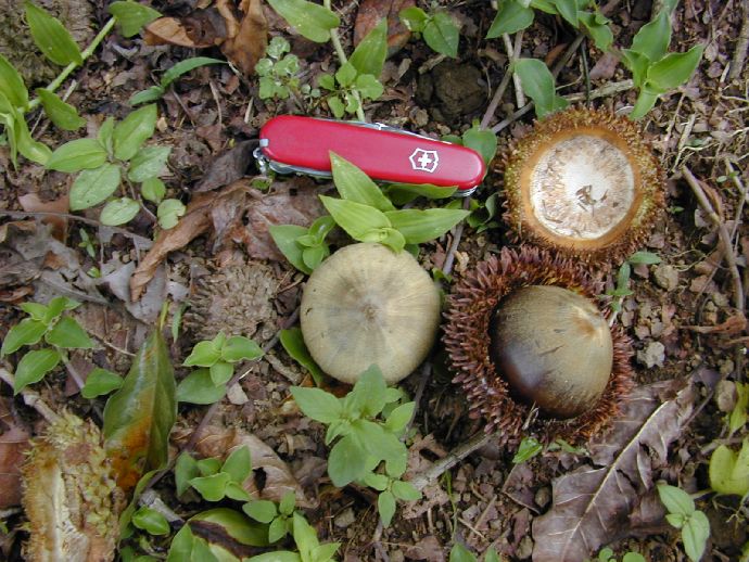 Fagaceae Quercus insignis