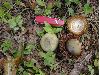 image of Quercus insignis