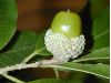 image of Quercus lancifolia