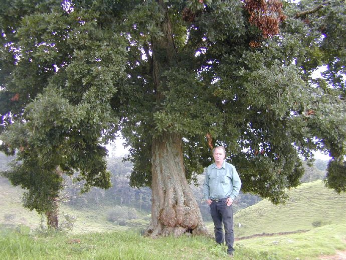 Fagaceae Quercus lancifolia