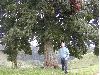 image of Quercus lancifolia