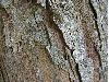 image of Quercus lancifolia