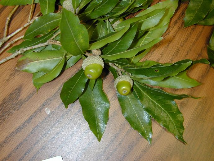 Fagaceae Quercus lancifolia