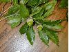 image of Quercus lancifolia